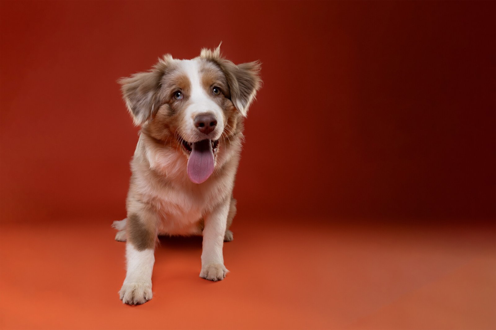 Pourquoi Choisir un Photographe Professionnel pour vos Photos ? 5 Séance photo Canin chien Berger Australien