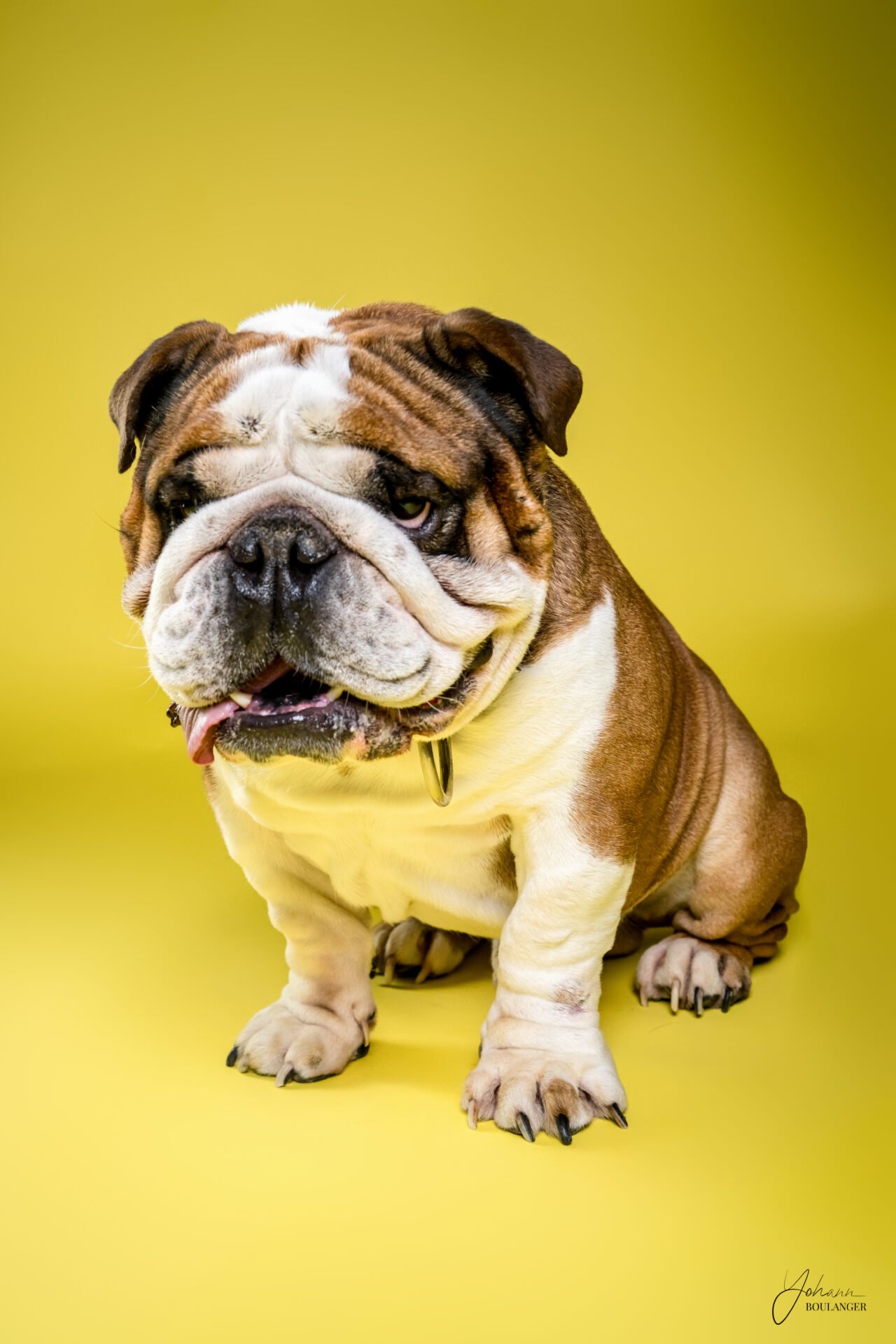 Portrait studio bouledogue Français anglais tricolore assis sur fond jaune – photo de chien à Rouen, Bourg-Achard, Elbeuf, Rouen