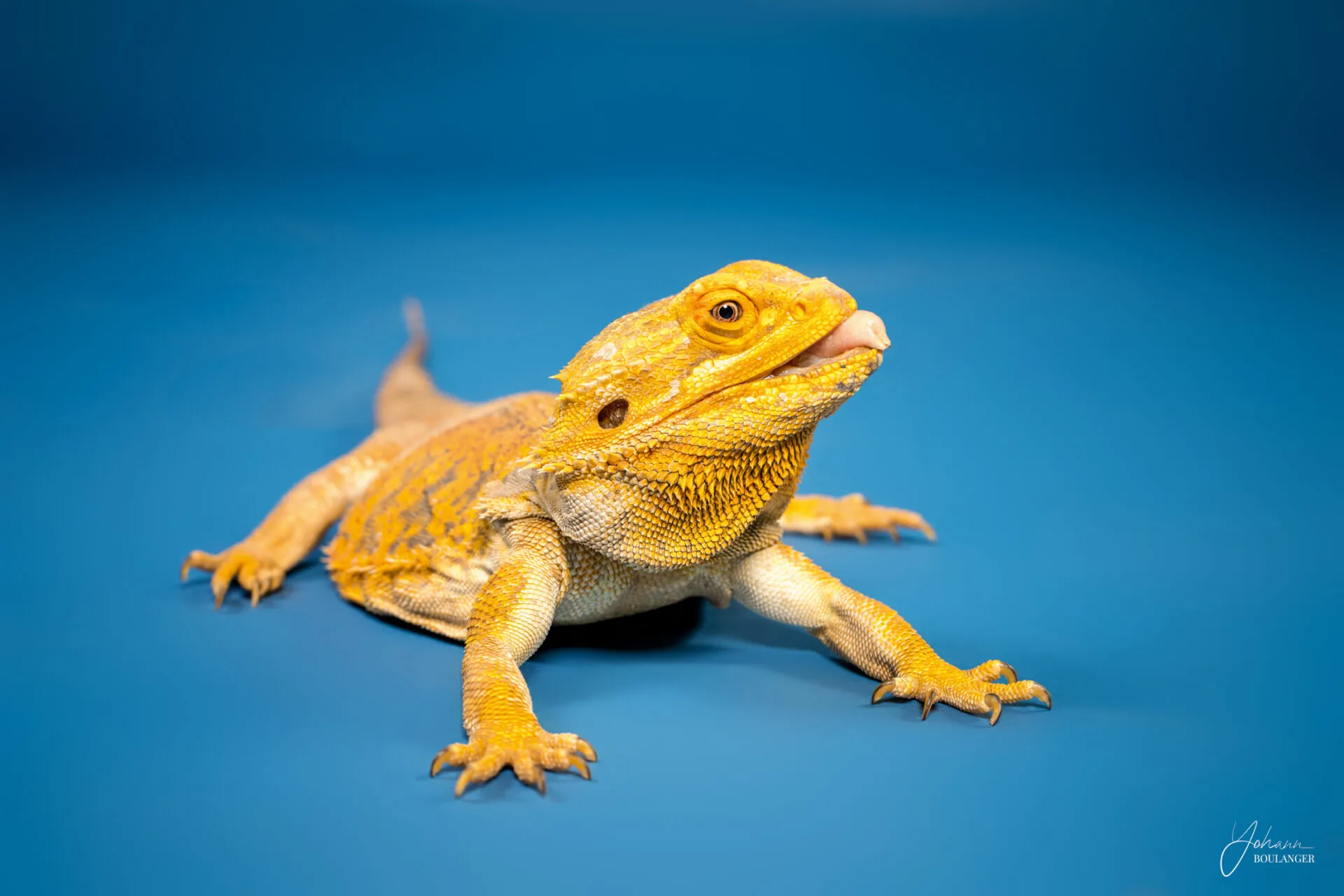 Portrait studio d’un lézard, NAC tirant la langue sur fond bleu – photo animaux NACs à Rouen, Bourg-Achard, Le Neubourg