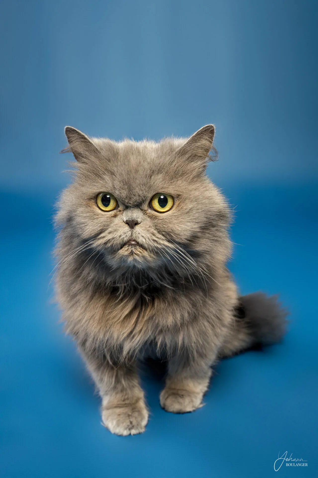 Animaux 8 Portrait studio d’un chat persan gris aux grands yeux jaunes – photo animalière professionnelle à Elbeuf, Rouen, Bourgtheroulde