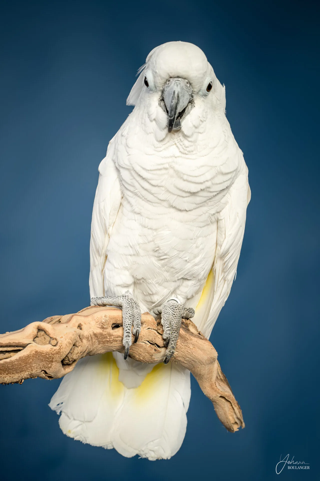 Animaux 7 Portrait studio d’un cacatoès blanc perché sur une branche – photographie animalière artistique à Rouen, Bourgtheroulde, Elbeuf