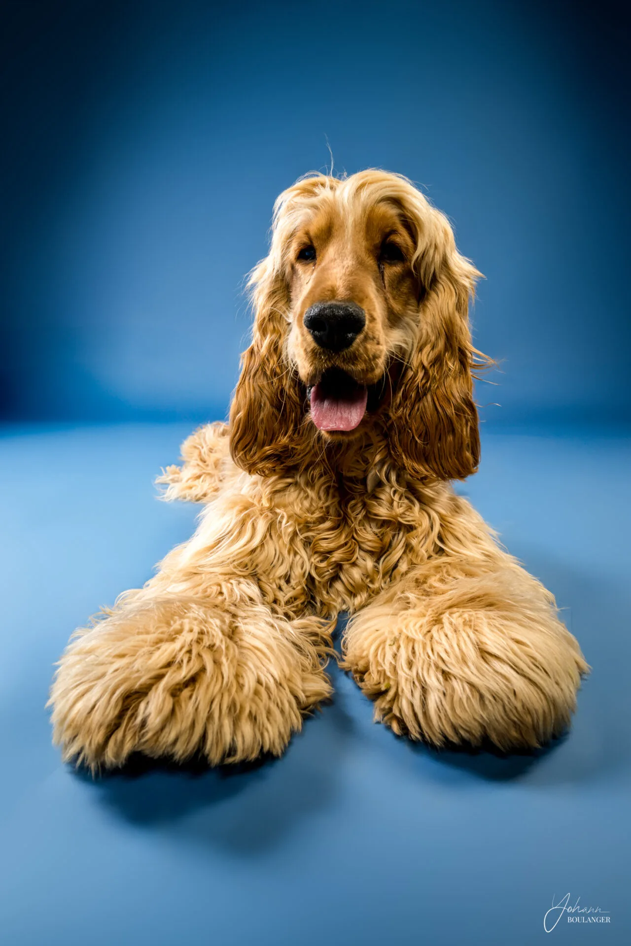 Animaux 2 Portrait studio d’un cocker fauve couché sur fond bleu – photo de chien à Rouen, Bourgtheroulde, Elbeuf