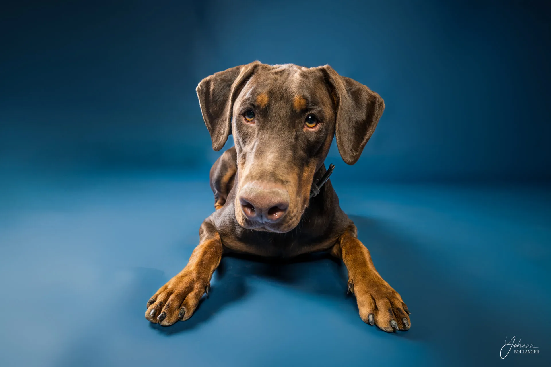 Portrait studio d’un Doberman en gros plan couché sur fond bleu – photo de chien à Rouen, Bourgtheroulde, Le Neubourg
