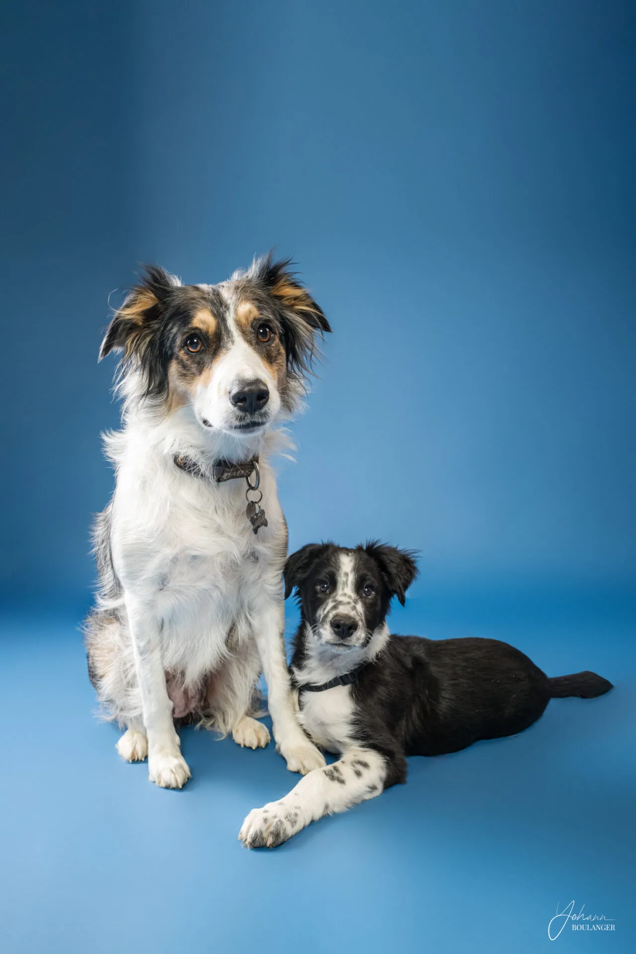 Portrait studio de deux chien et chiot couchés sur fond bleu – photo de chien à Rouen, Bourgtheroulde, Elbeuf