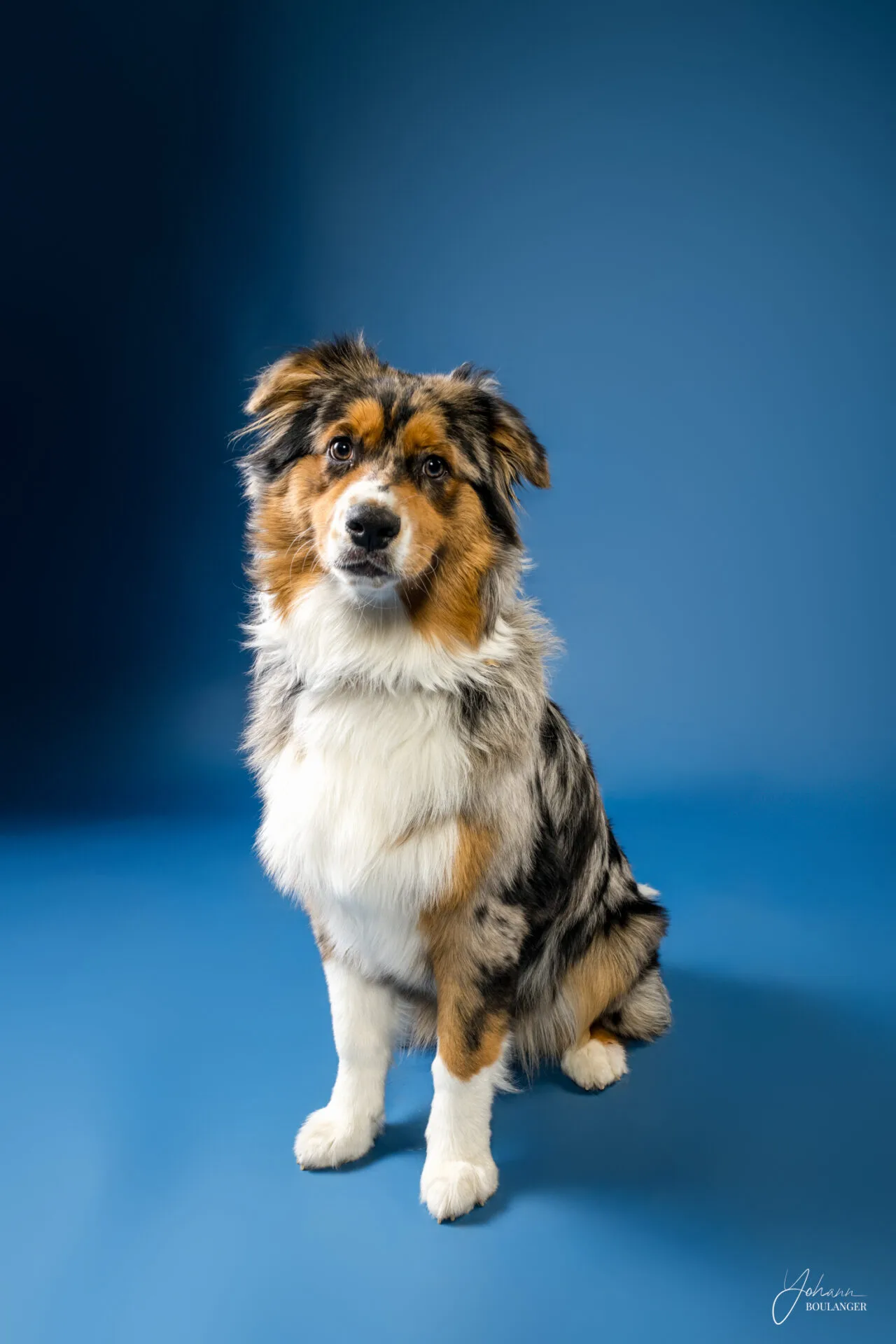 Portrait studio d’un berger australien tricolore assis sur fond bleu – photo de chien à Rouen, Bourg-Achard, Le Neubourg