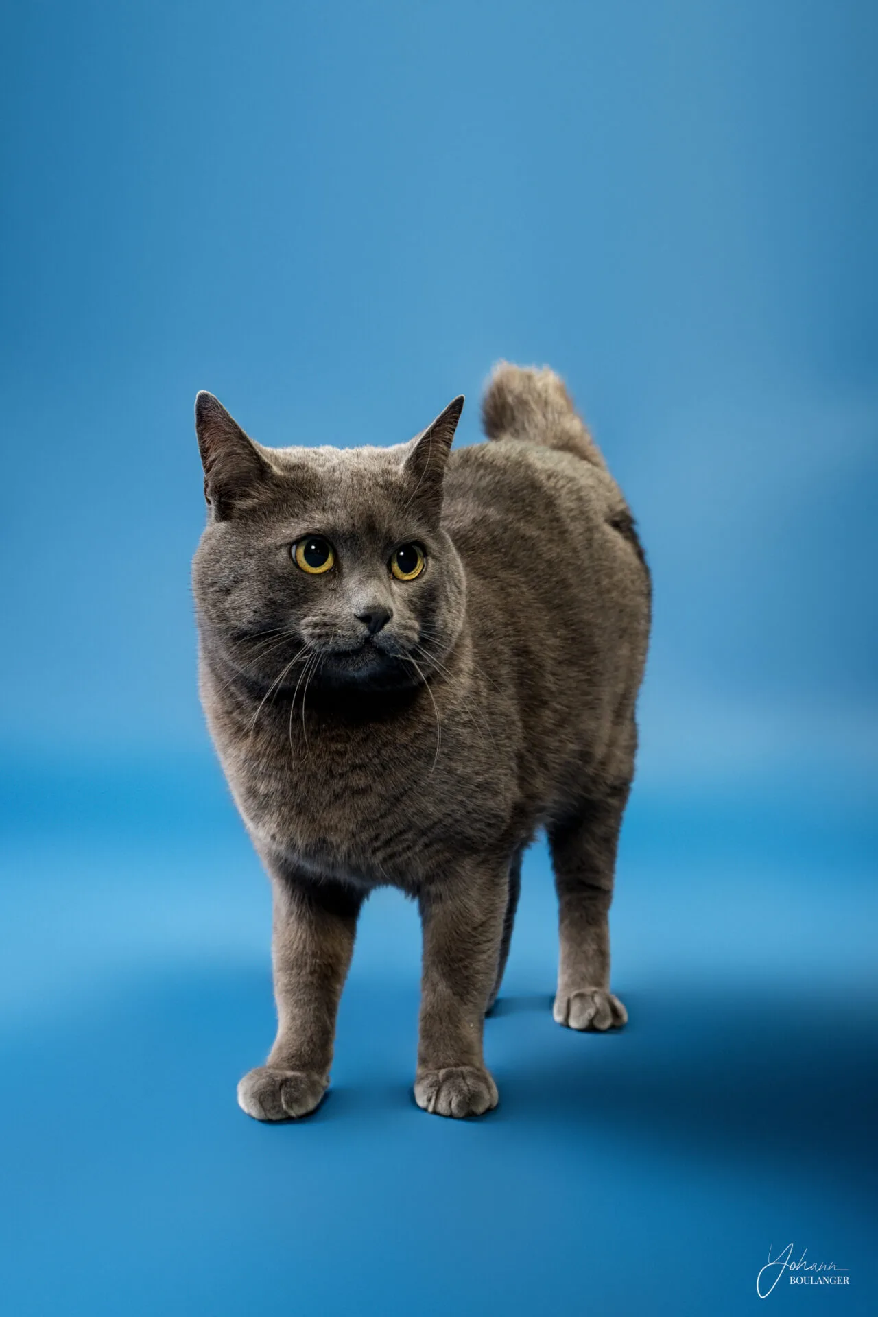 Portrait studio d’un chat gris aux grands yeux jaunes – photo animalière professionnelle à Elbeuf, Rouen, Bourgtheroulde