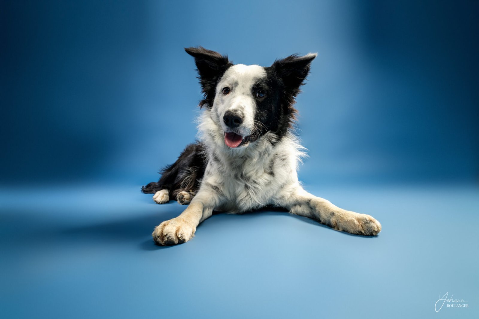 Portrait studio d’un chien noir et blanc couché sur fond bleu – photo de chien à Rouen, Bourg-Achard, Le Neubourg