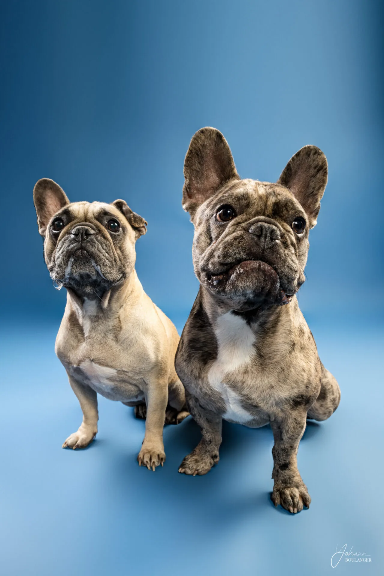 Animaux 4 Portrait studio d’un berger australien tricolore assis sur fond bleu – photo de chien à Rouen, Bourg-Achard, Elbeuf, Rouen