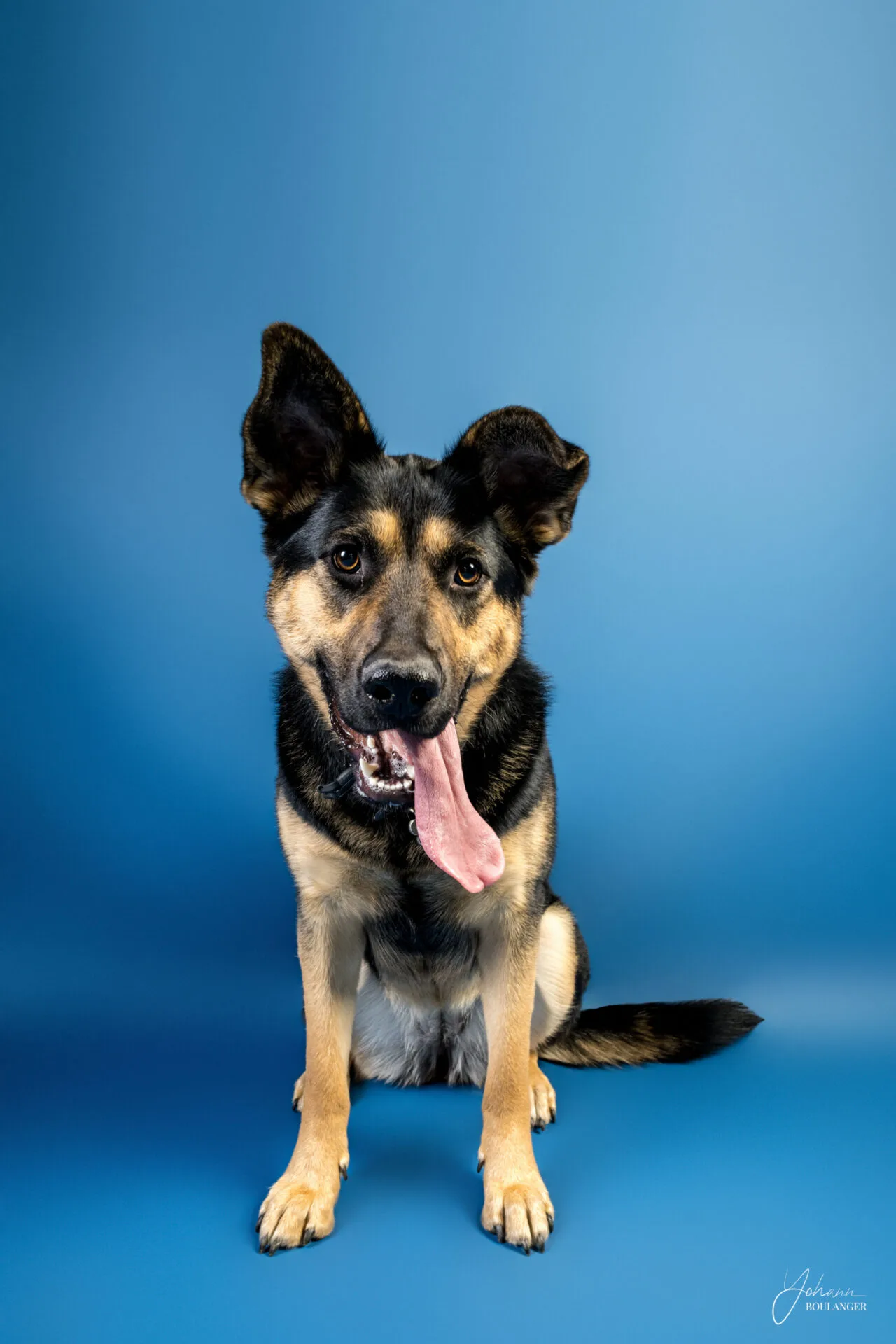 Animaux 3 Portrait studio d’un chien berger assis sur fond bleu – photo de chien à Rouen, Bourgtheroulde, Elbeuf