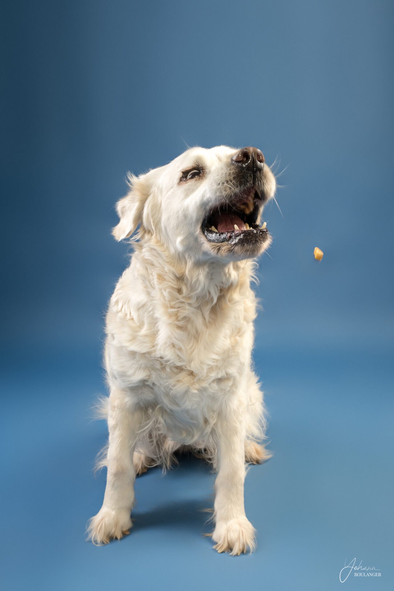 Photo de chien en studio, capturant un moment joyeux avec un golden retriever à Elbeuf, Normandie. Photographe animalier en Normandie